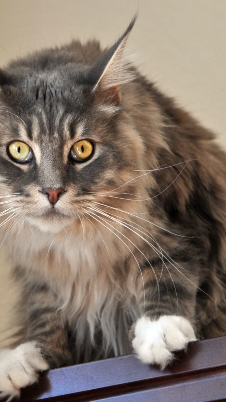 小猫, 缅因, 挪威森林猫, 猫科, 动植物 壁纸 750x1334 允许