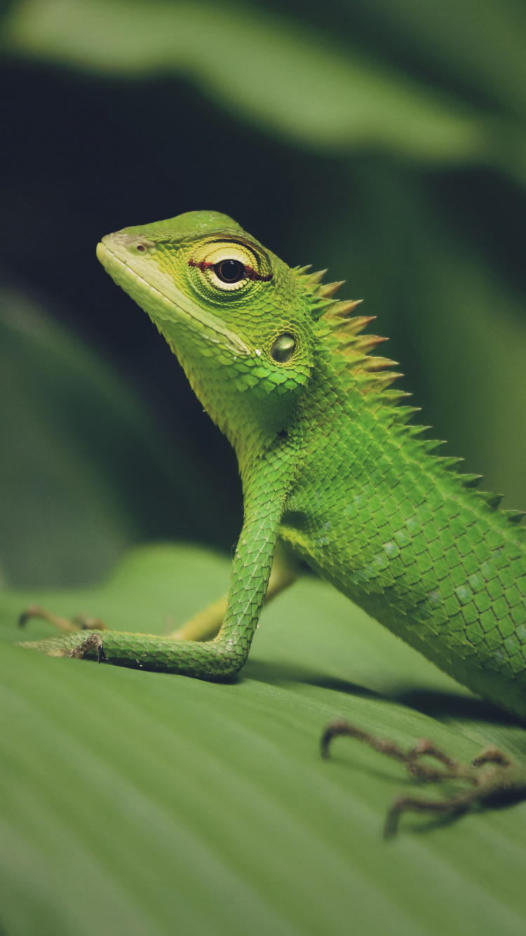 Lagarto Verde en Hoja Verde. Wallpaper in 750x1334 Resolution