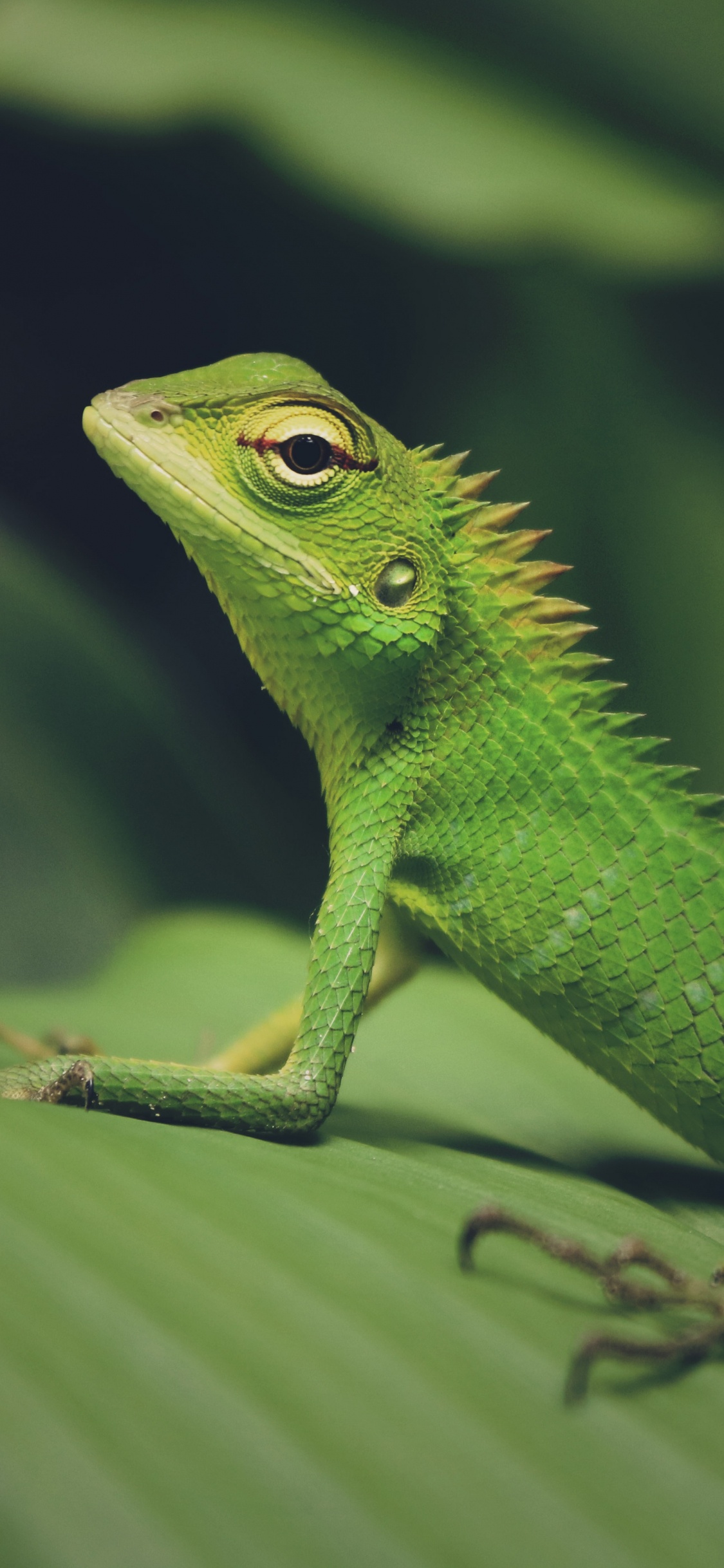 Lézard Vert Sur Feuille Verte. Wallpaper in 1125x2436 Resolution