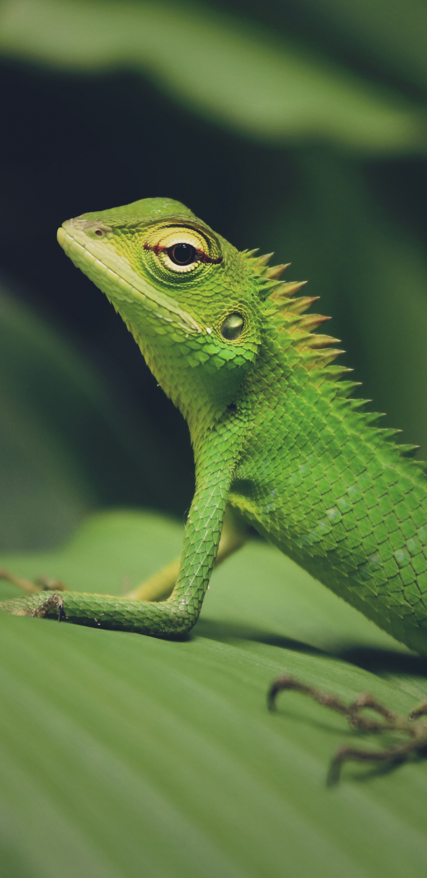 Lézard Vert Sur Feuille Verte. Wallpaper in 1440x2960 Resolution