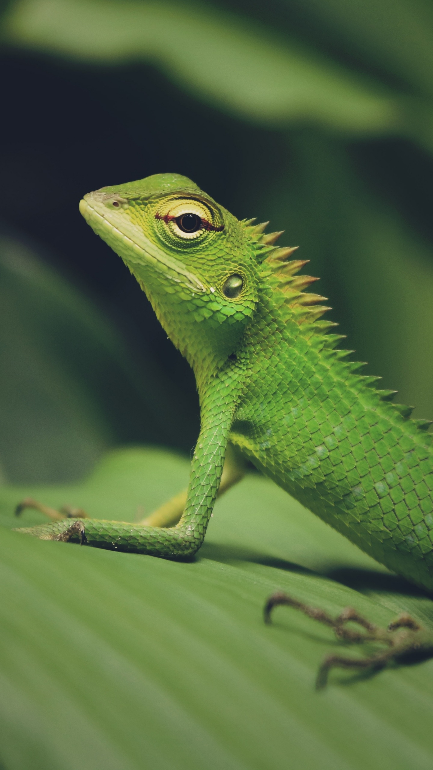 Download 1440x2560 Wallpaper Green Lizard on Green Leaf Green Lizard on Green Leaf. Wallpaper in 1440x2560 Resolution