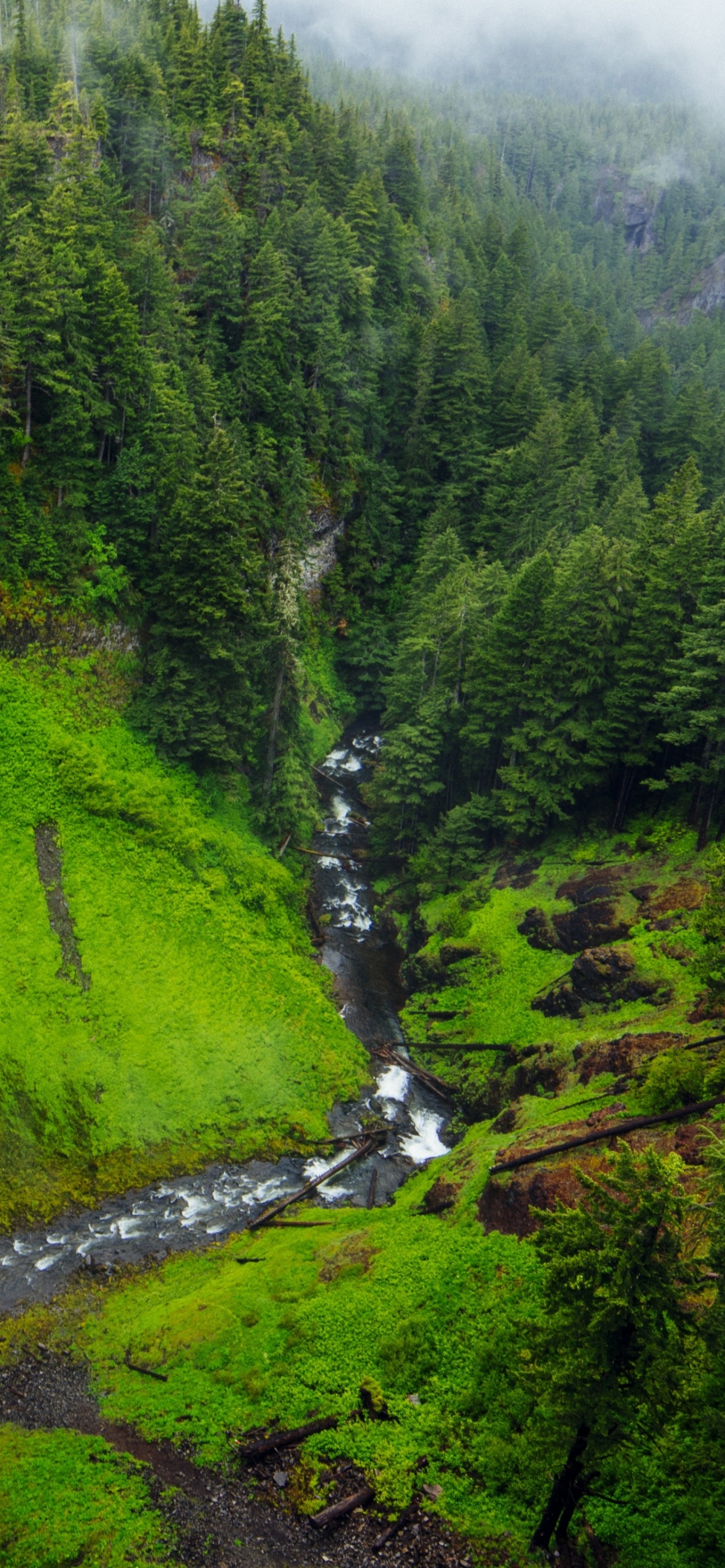 Árboles Verdes y Cascadas de Agua. Wallpaper in 1242x2688 Resolution