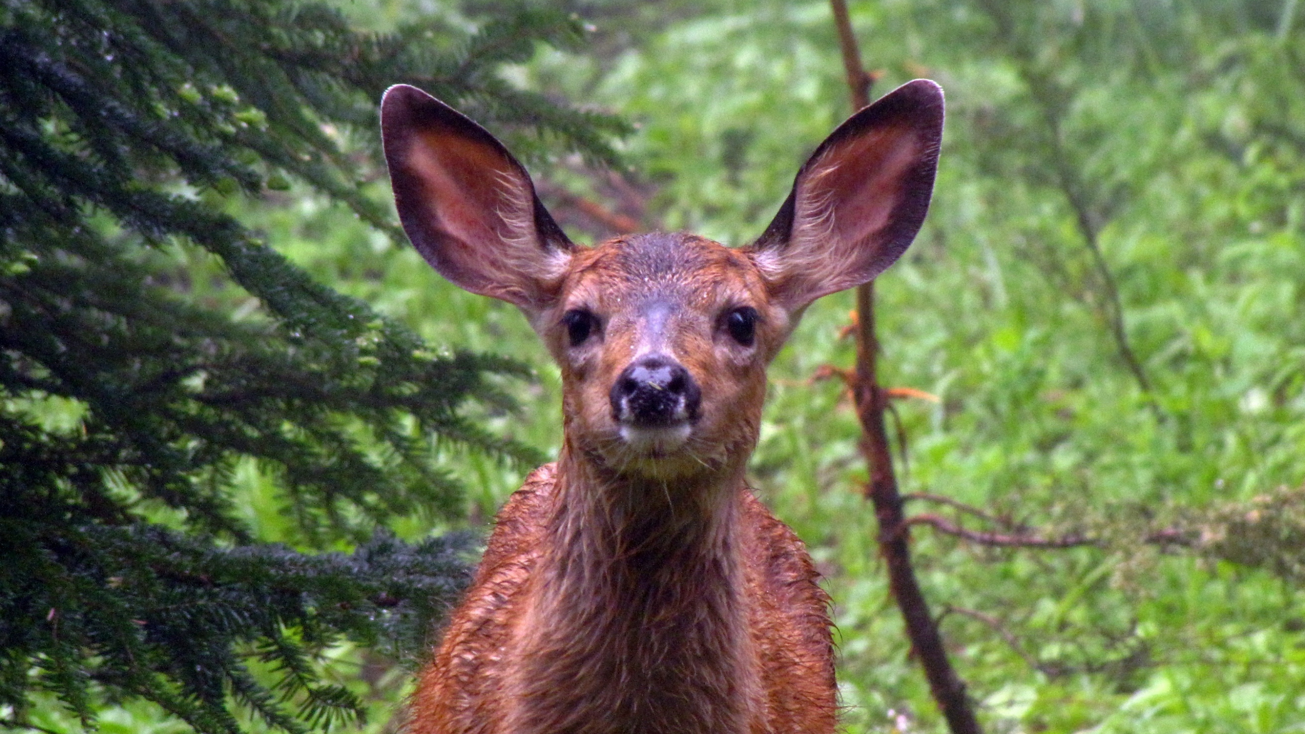 Cerf Brun en Forêt Pendant la Journée. Wallpaper in 2560x1440 Resolution
