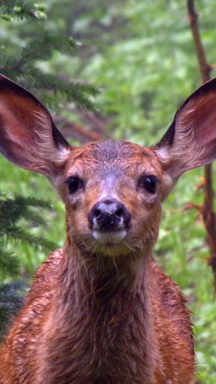 Cerf Brun en Forêt Pendant la Journée. Wallpaper in 720x1280 Resolution