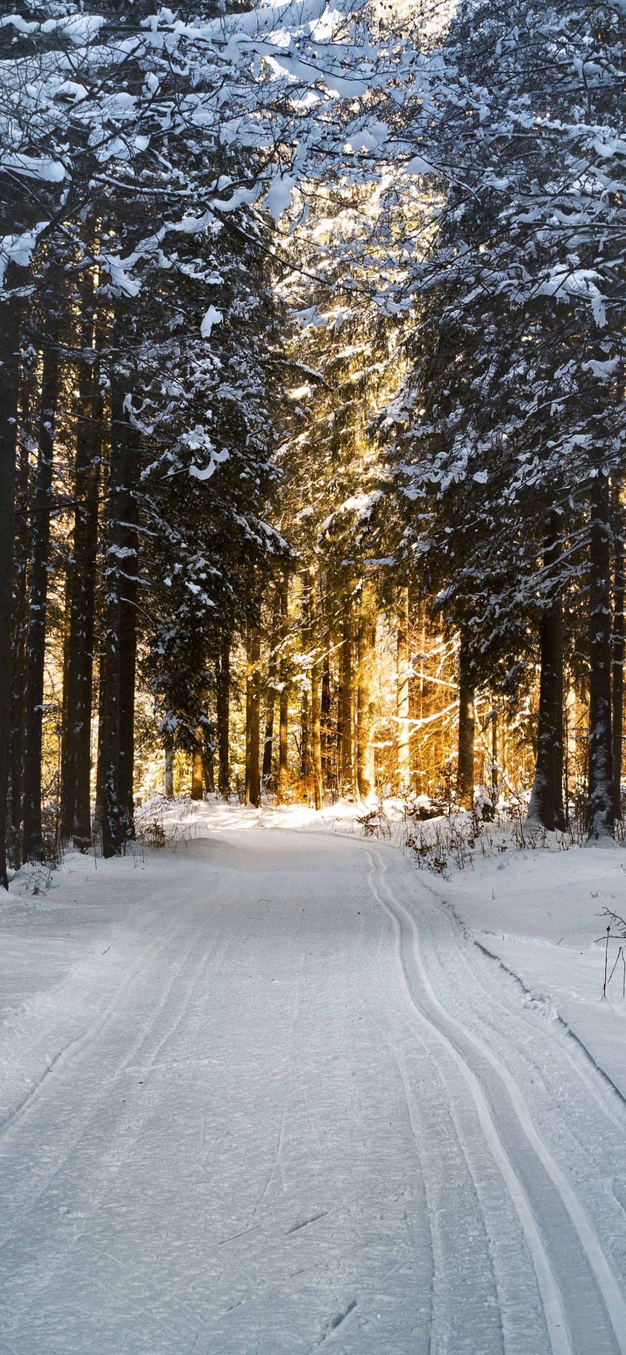 Route Couverte de Neige Entre Les Arbres Pendant la Journée. Wallpaper in 1242x2688 Resolution