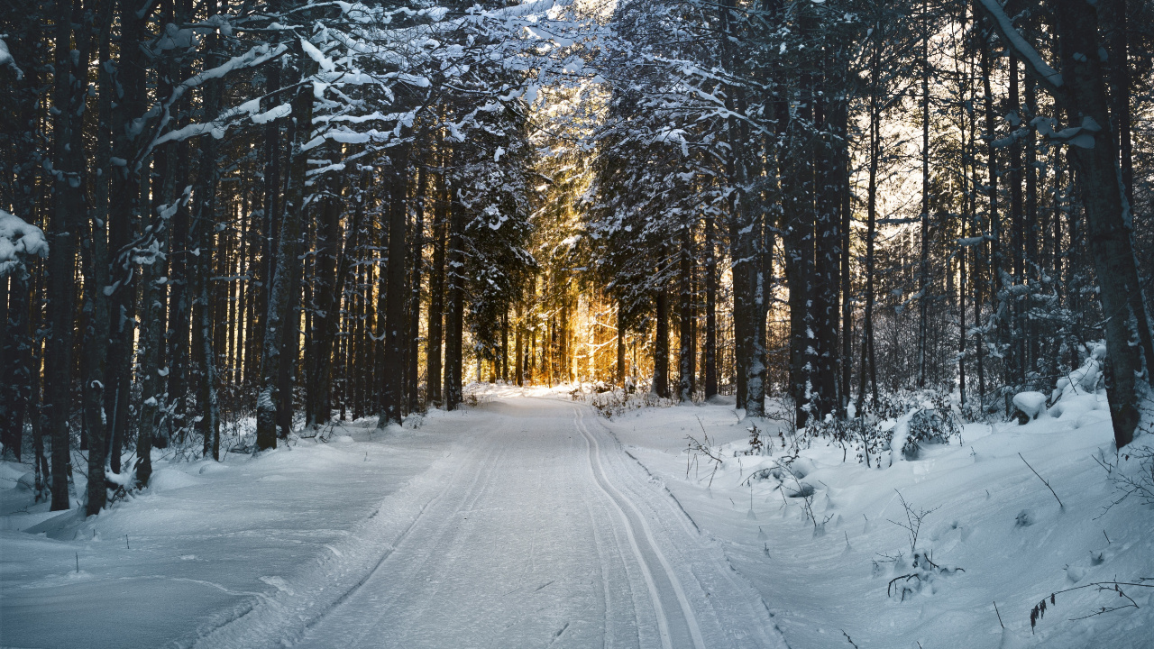 Route Couverte de Neige Entre Les Arbres Pendant la Journée. Wallpaper in 1280x720 Resolution