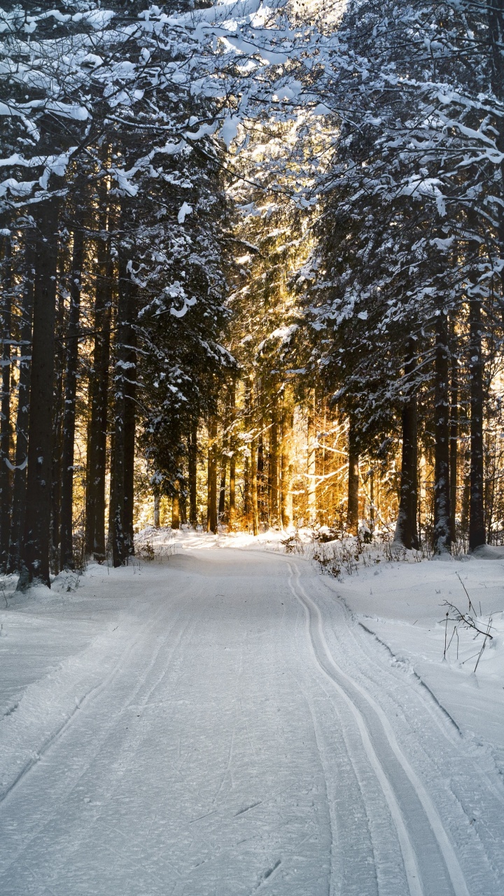 Route Couverte de Neige Entre Les Arbres Pendant la Journée. Wallpaper in 720x1280 Resolution