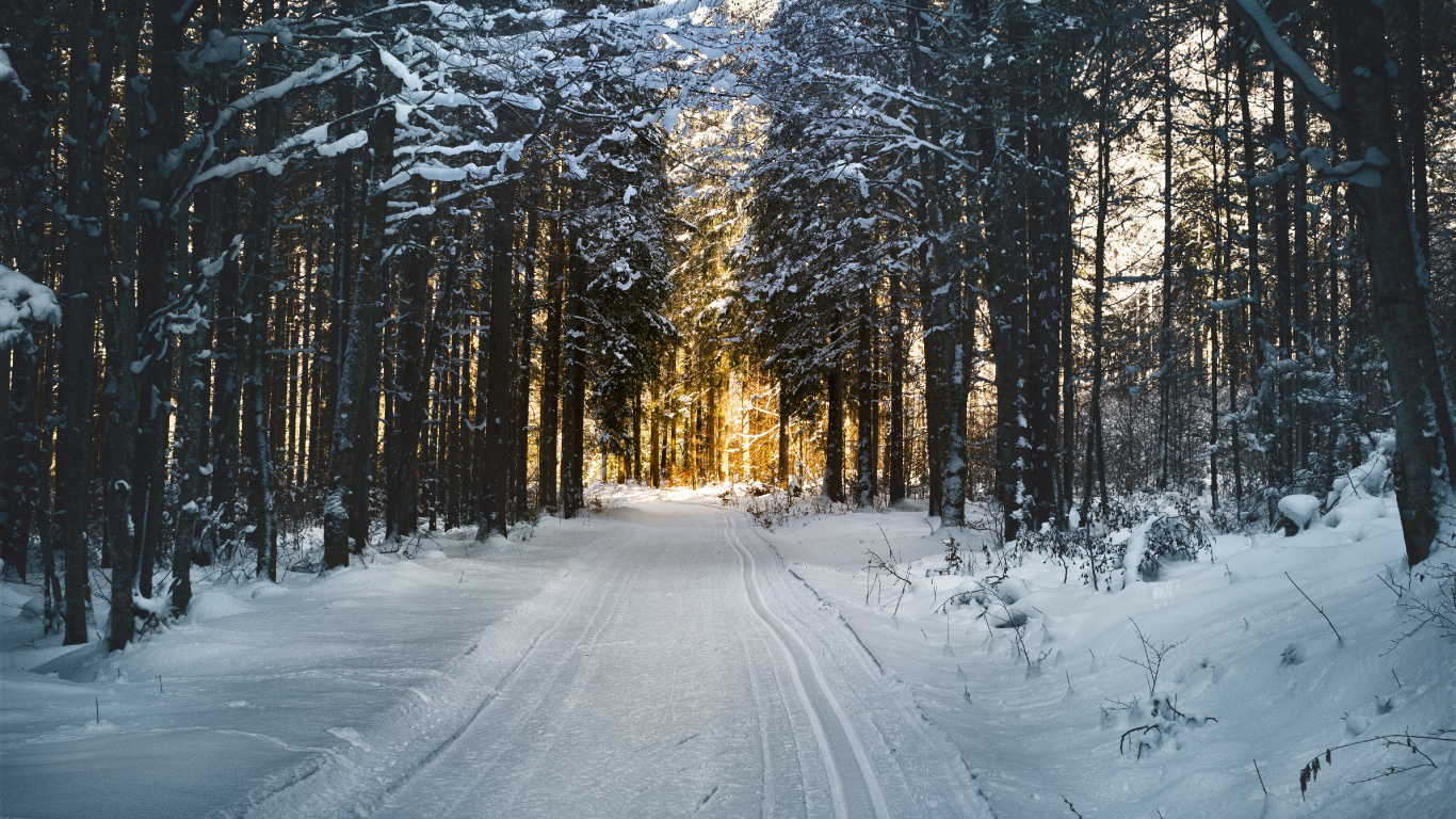 Camino Cubierto de Nieve Entre Árboles Durante el Día. Wallpaper in 1366x768 Resolution