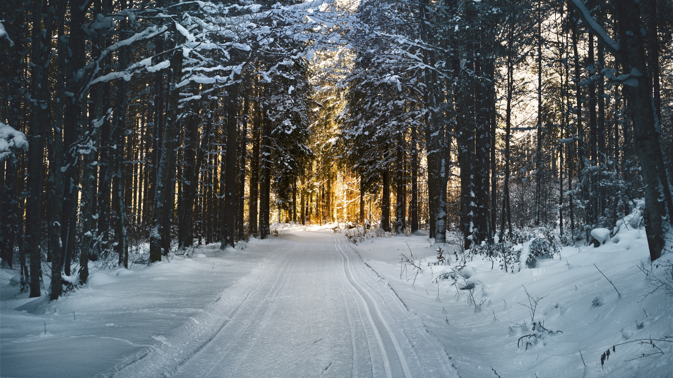 Camino Cubierto de Nieve Entre Árboles Durante el Día. Wallpaper in 2560x1440 Resolution