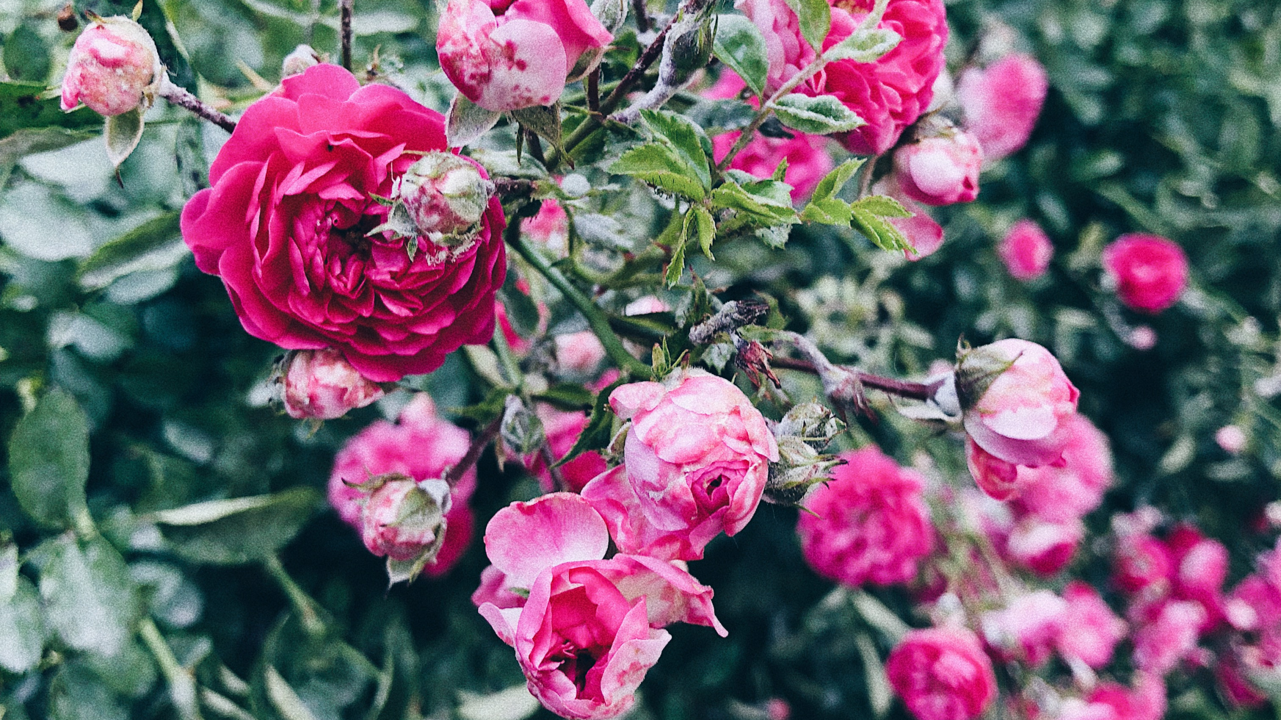 Floribunda, Blütenblatt, Staude, Pink, Blühende Pflanze. Wallpaper in 2560x1440 Resolution