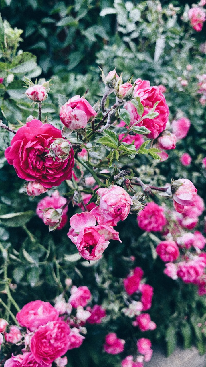 Floribunda, Pétale, Arbuste, Pink, la Floraison de la Plante. Wallpaper in 720x1280 Resolution
