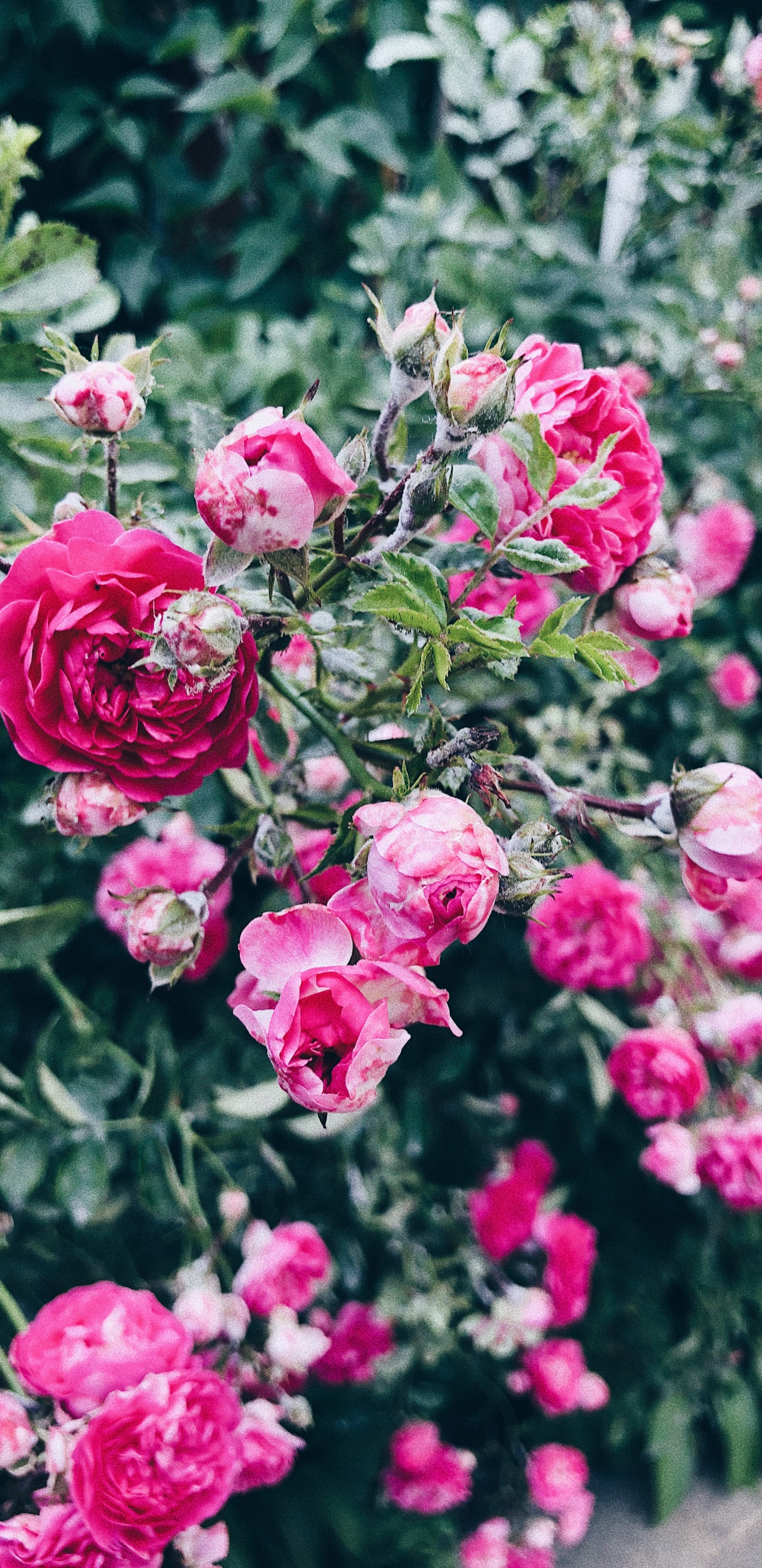Floribunda, Pétalo, Arbusto, Rosa, la Floración de la Planta. Wallpaper in 1440x2960 Resolution