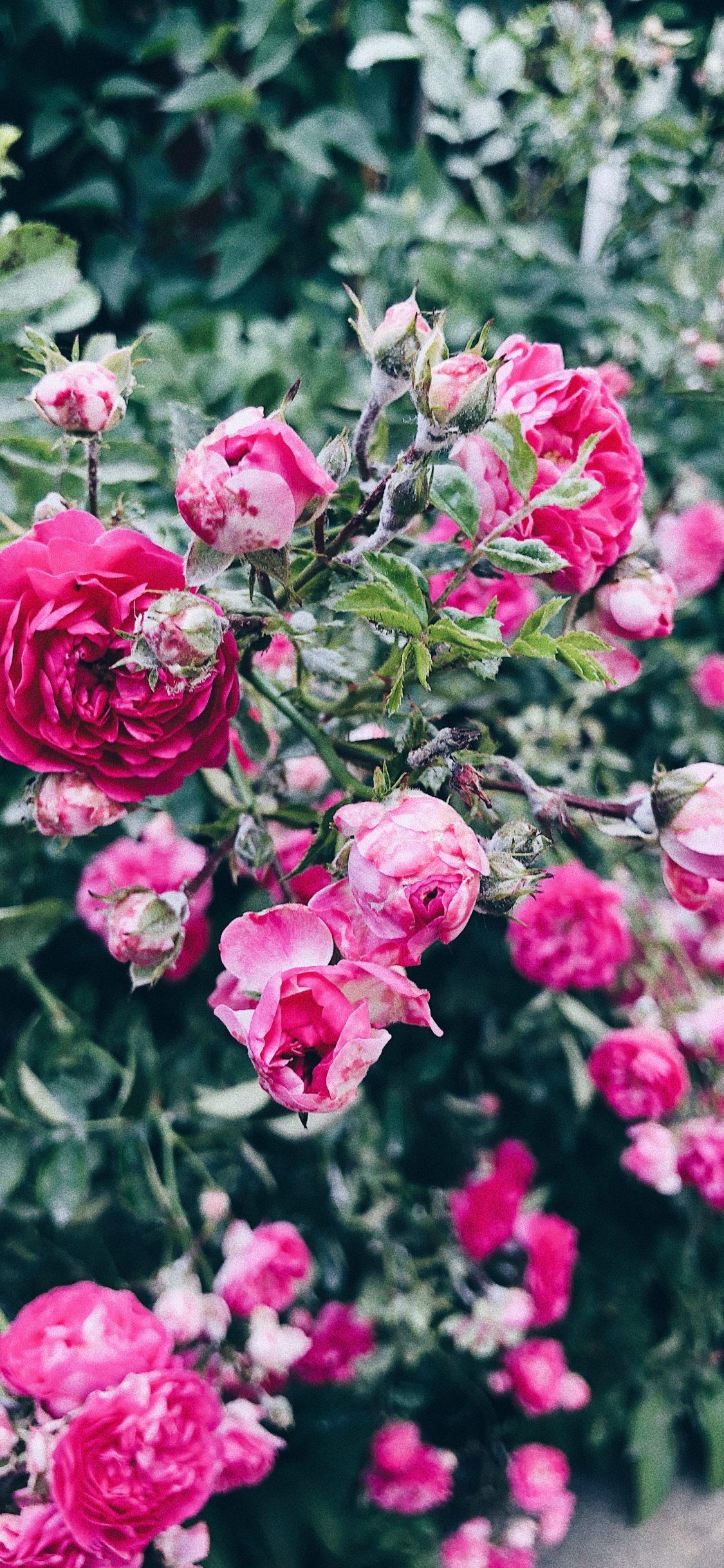 Floribunda, Plant, Petal, Flower, Shrub. Wallpaper in 1125x2436 Resolution