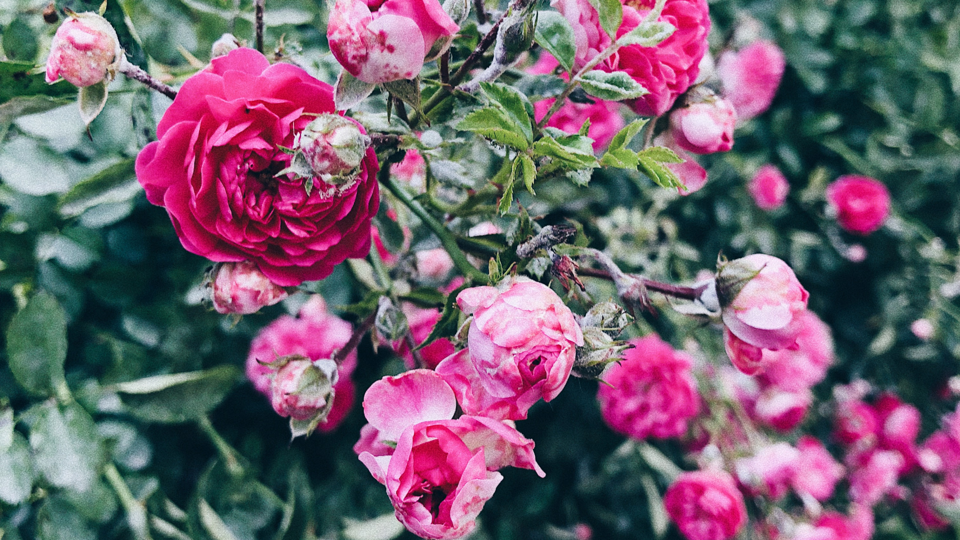 Floribunda, Plant, Petal, Flower, Shrub. Wallpaper in 1920x1080 Resolution