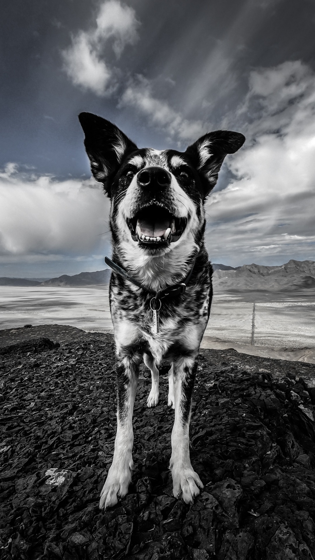 Schwarz-weißer Hund Auf Braunem Sand Unter Blauem Himmel. Wallpaper in 1080x1920 Resolution