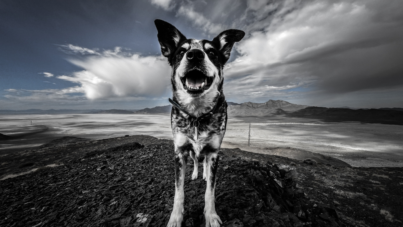 Schwarz-weißer Hund Auf Braunem Sand Unter Blauem Himmel. Wallpaper in 1366x768 Resolution