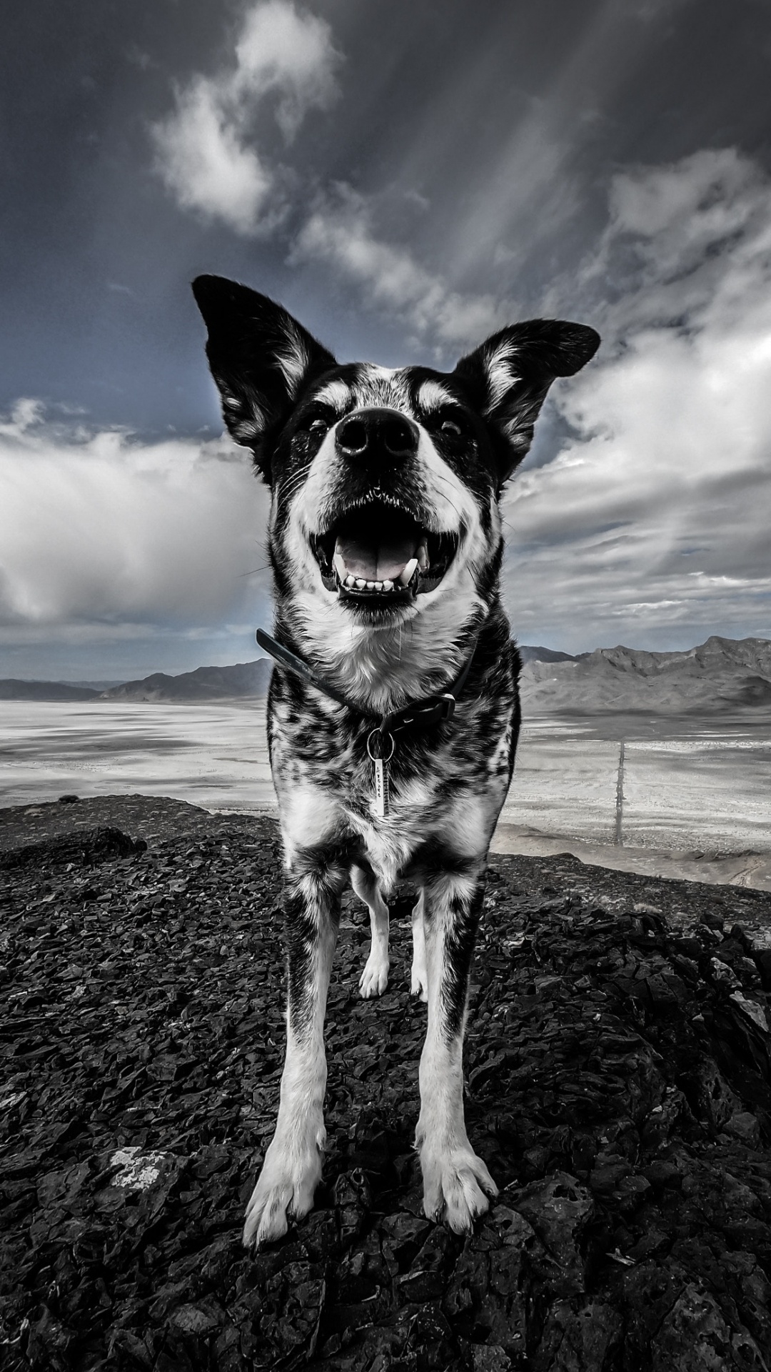 Perro Blanco y Negro Sobre Arena Marrón Bajo un Cielo Azul. Wallpaper in 1080x1920 Resolution