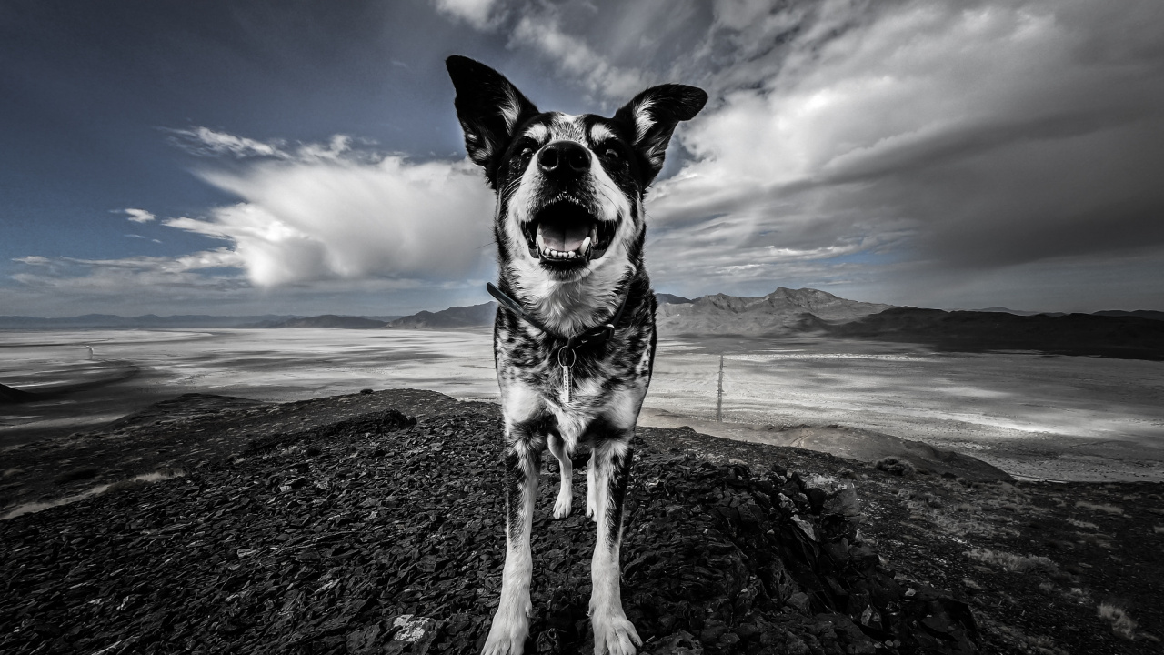 Black and White Dog on Brown Sand Under Blue Sky. Wallpaper in 1280x720 Resolution