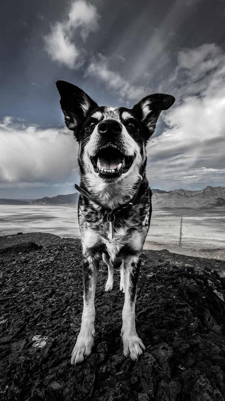 Black and White Dog on Brown Sand Under Blue Sky. Wallpaper in 750x1334 Resolution