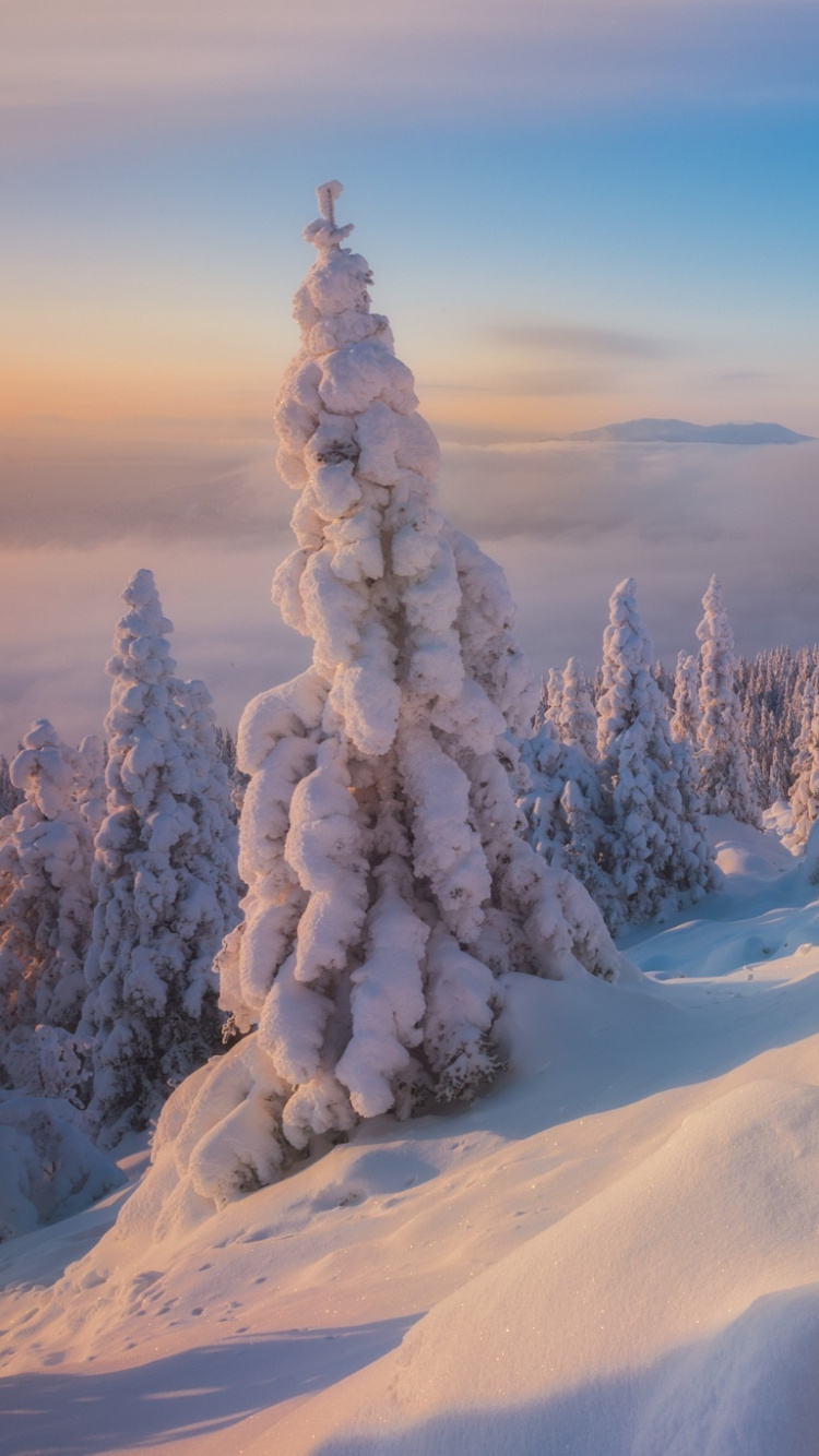 Snow Covered Trees During Daytime. Wallpaper in 750x1334 Resolution