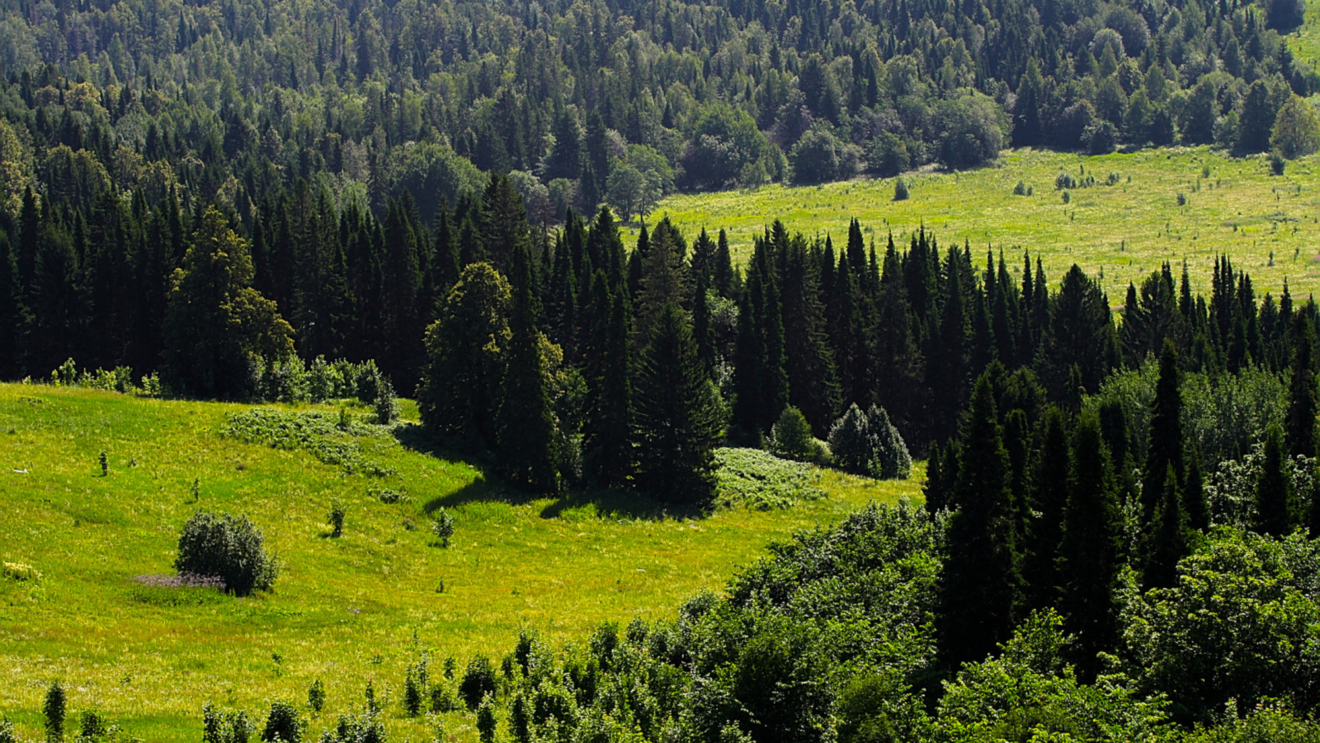 Tagsüber Grüne Kiefern Auf Grüner Wiese Field. Wallpaper in 1920x1080 Resolution