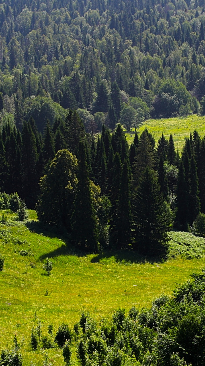 Green Pine Trees on Green Grass Field During Daytime. Wallpaper in 720x1280 Resolution