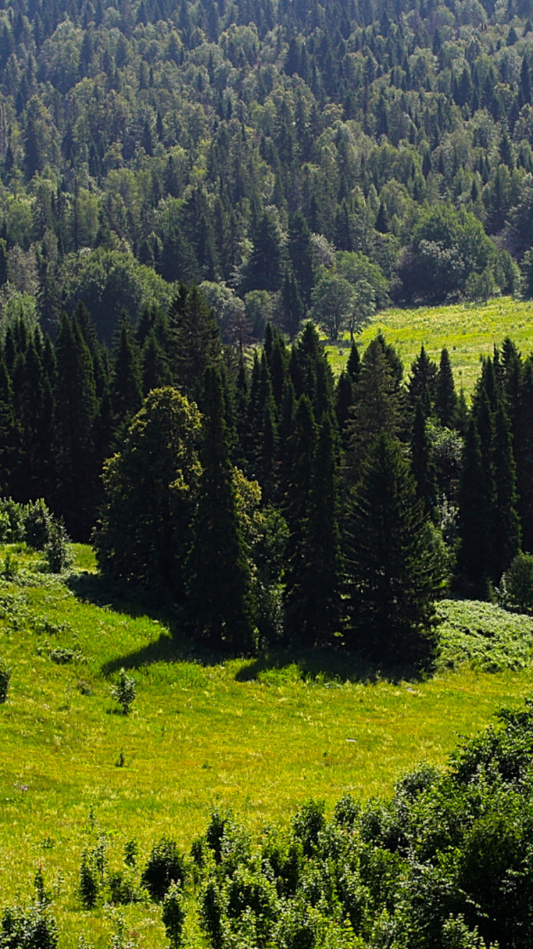 Green Pine Trees on Green Grass Field During Daytime. Wallpaper in 750x1334 Resolution