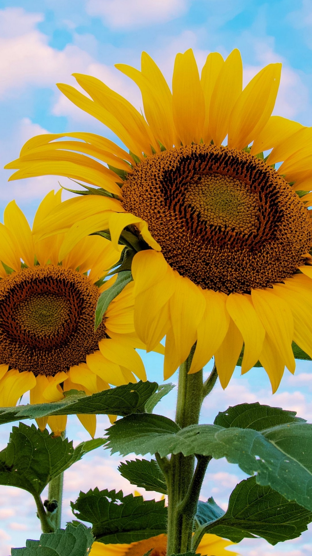 光, 绿色的, 自然环境, 烹饪 壁纸 1080x1920 允许