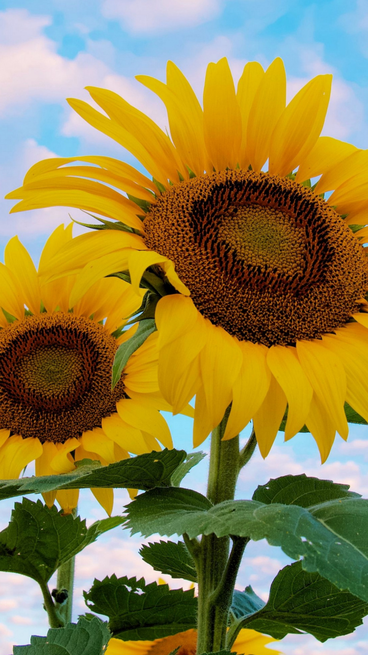 Lumière, Green, Environnement Naturel, Pétale, Botanique. Wallpaper in 750x1334 Resolution