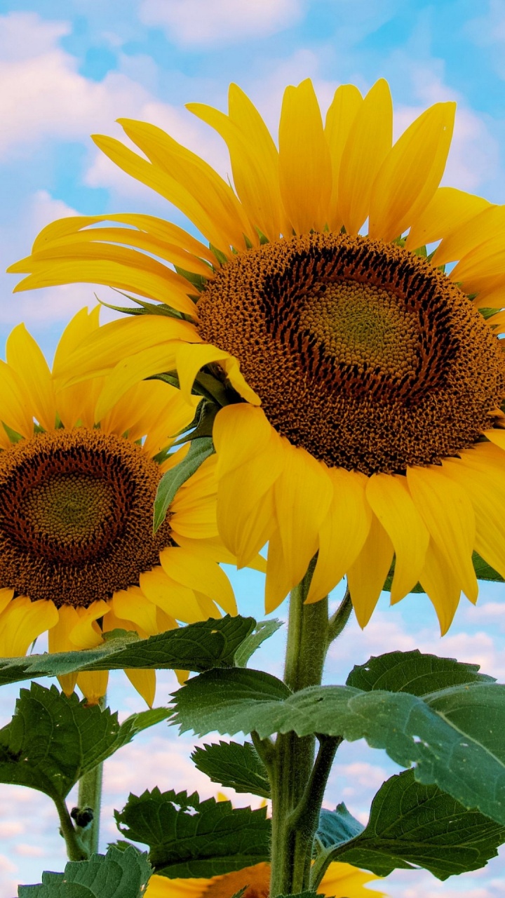 Luz, Verde, Entorno Natural, Pétalo, la Botánica. Wallpaper in 720x1280 Resolution