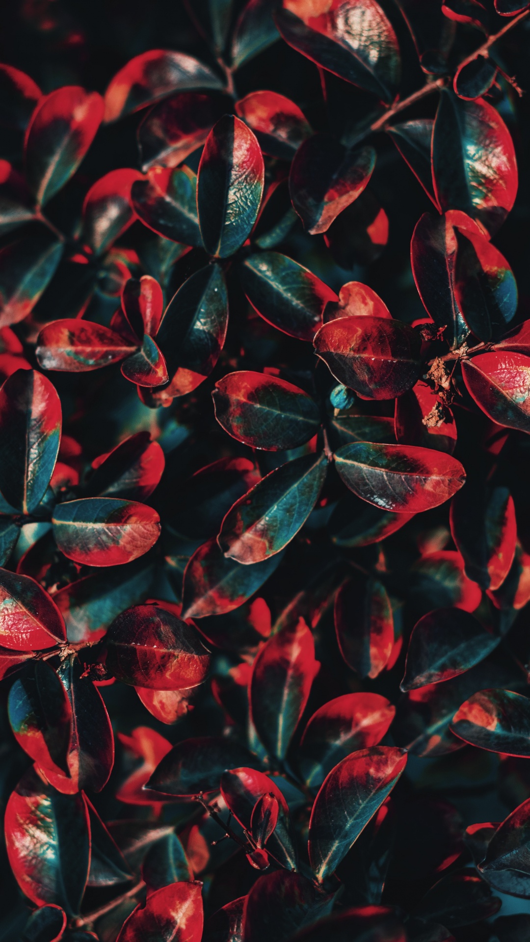 Green, Red, Feuille, Arbuste, Anthurium. Wallpaper in 1080x1920 Resolution