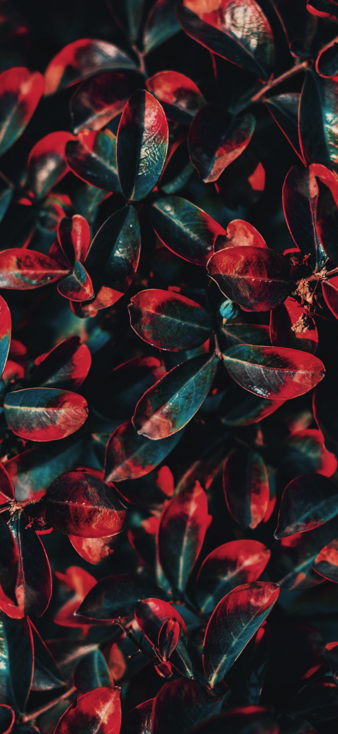 Green, Red, Feuille, Arbuste, Anthurium. Wallpaper in 1125x2436 Resolution