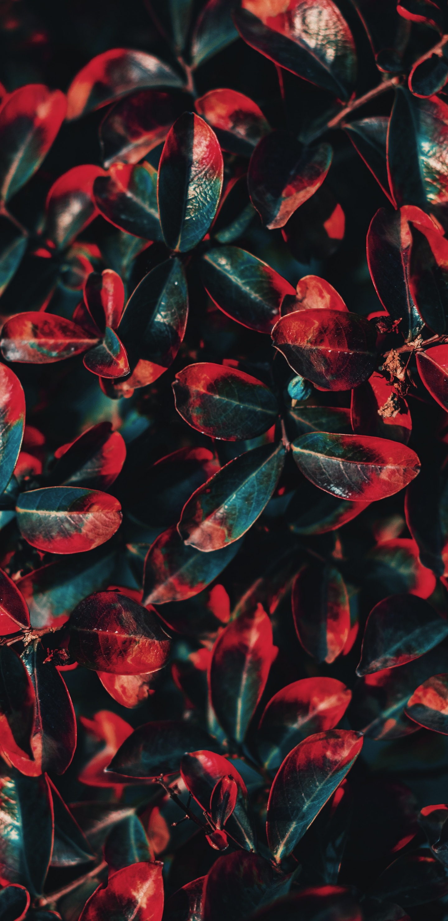Green, Red, Feuille, Arbuste, Anthurium. Wallpaper in 1440x2960 Resolution