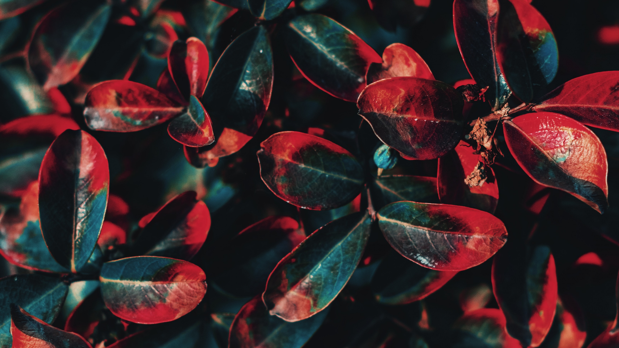 Green, Red, Plant, Leaf, Flower. Wallpaper in 2560x1440 Resolution