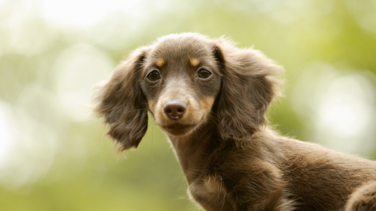 Perro de Pelo Corto Marrón y Negro en Campo de Hierba Verde Durante el Día. Wallpaper in 1280x720 Resolution