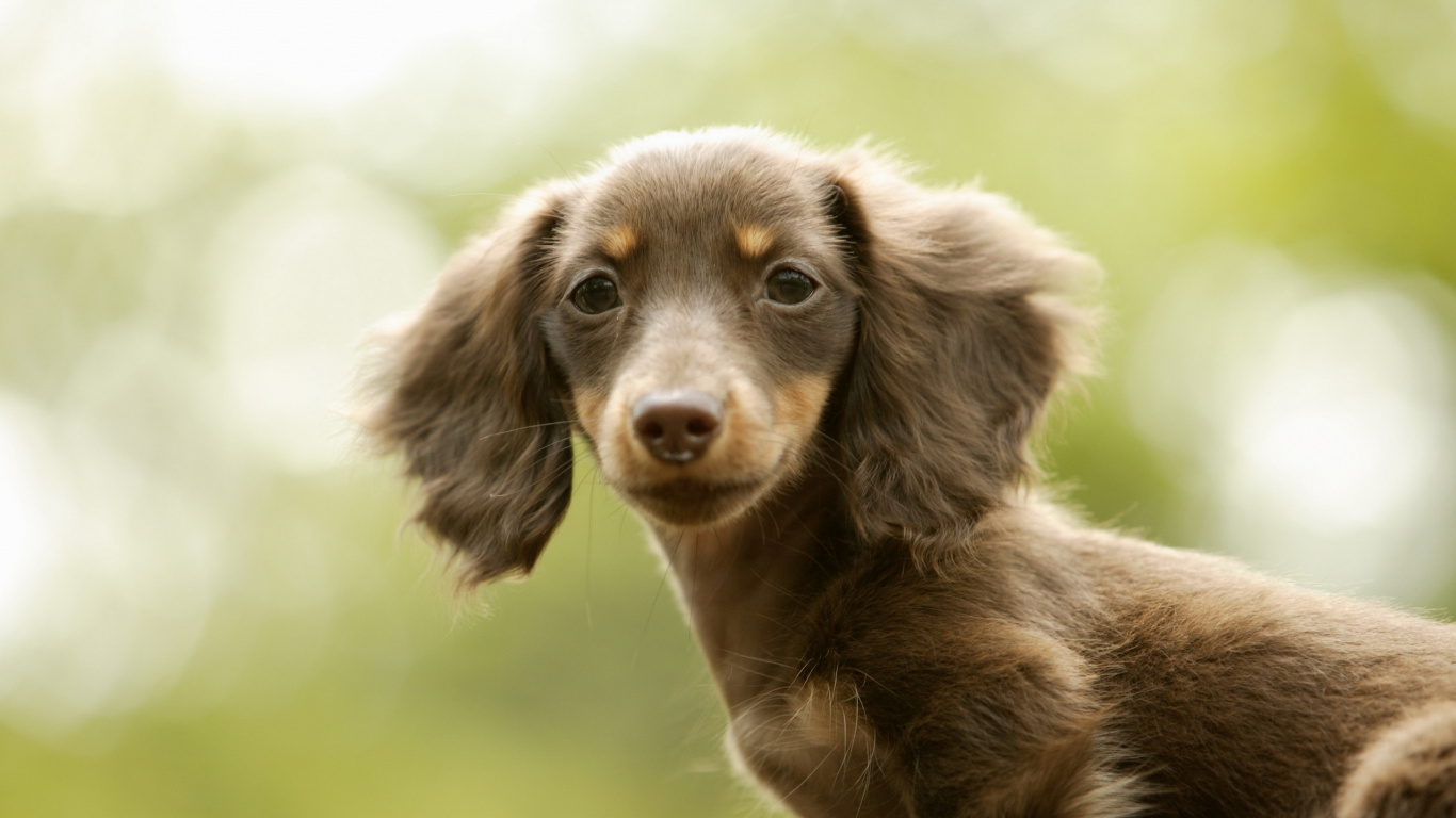 Perro de Pelo Corto Marrón y Negro en Campo de Hierba Verde Durante el Día. Wallpaper in 1366x768 Resolution