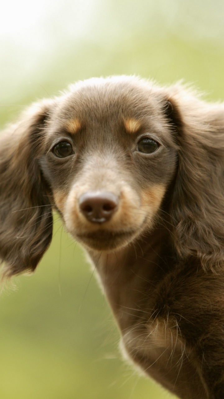 Perro de Pelo Corto Marrón y Negro en Campo de Hierba Verde Durante el Día. Wallpaper in 720x1280 Resolution