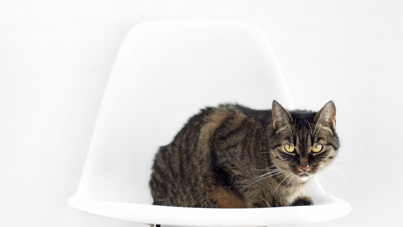 Braun Getigerte Katze Auf Weißem Keramikwaschbecken. Wallpaper in 1366x768 Resolution