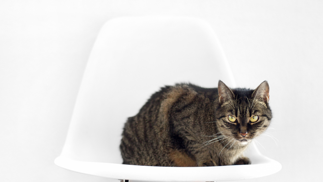 Brown Tabby Cat on White Ceramic Sink. Wallpaper in 1280x720 Resolution