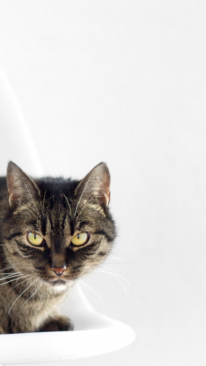 Brown Tabby Cat on White Ceramic Sink. Wallpaper in 720x1280 Resolution