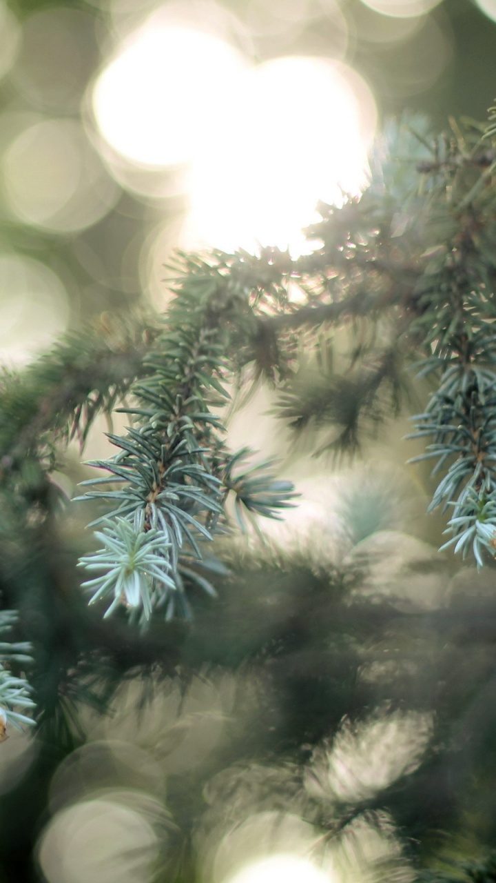 Pino Verde Con Nieve. Wallpaper in 720x1280 Resolution