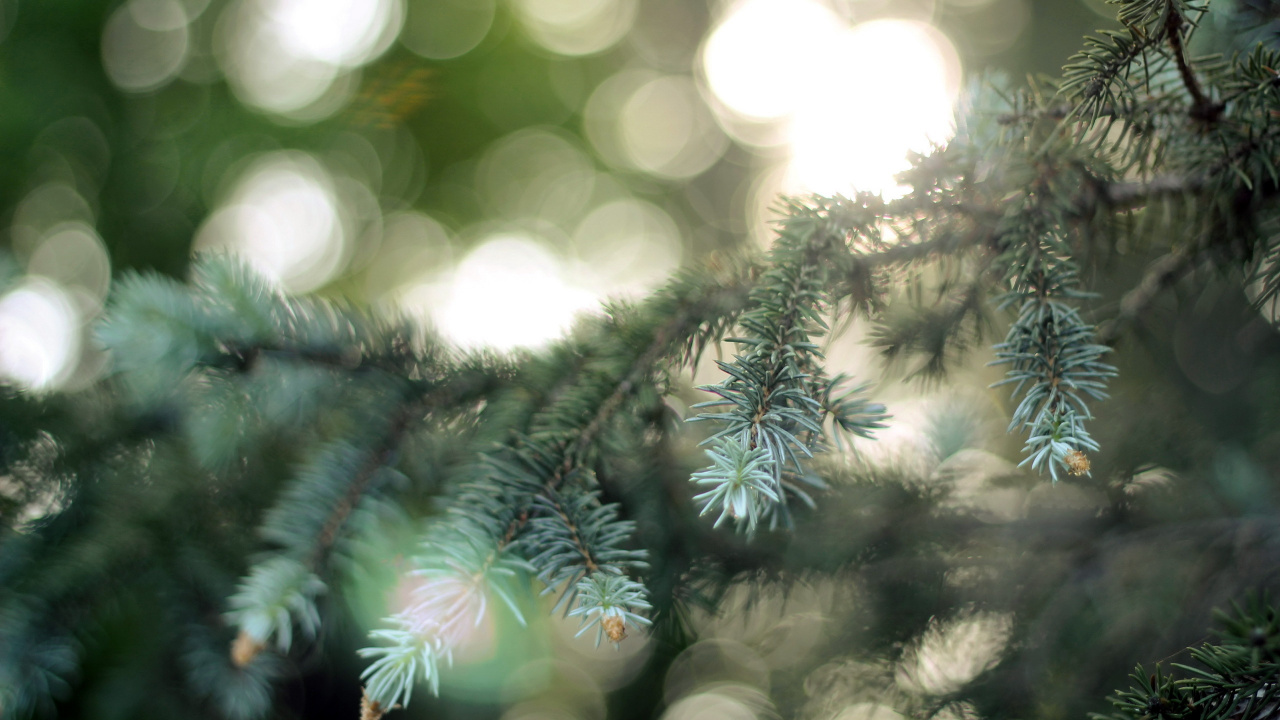 Pin Vert Avec de la Neige. Wallpaper in 1280x720 Resolution