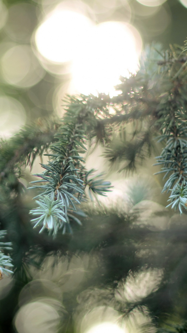 Pin Vert Avec de la Neige. Wallpaper in 750x1334 Resolution