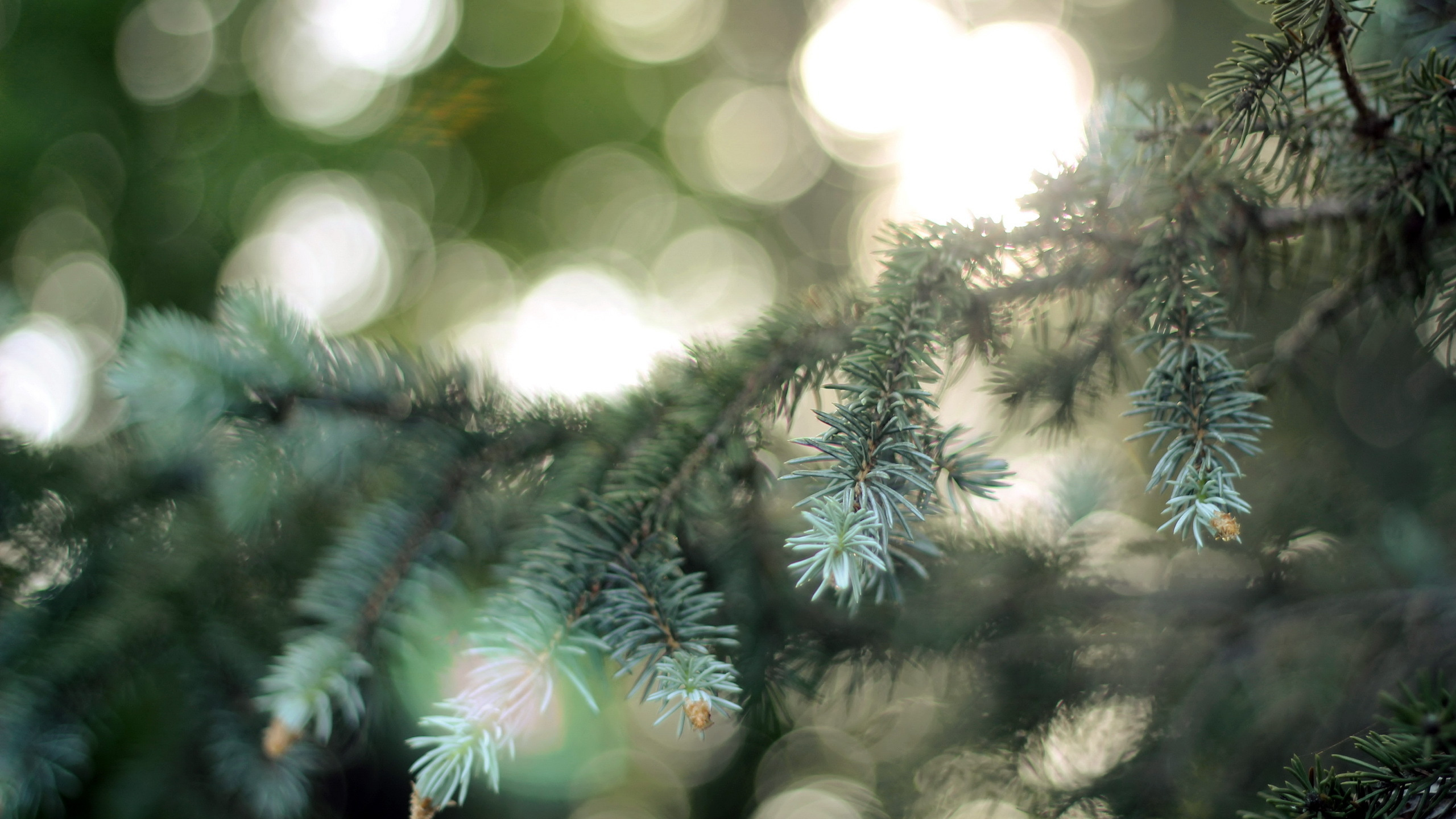 Fir, 针叶树, 性质, 植被, 云杉 壁纸 2560x1440 允许