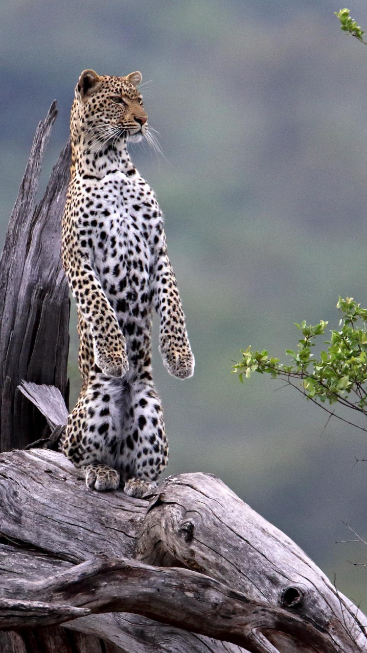 Leopardo, En, Marrón, Rama de Árbol, Durante, Día. Wallpaper in 750x1334 Resolution