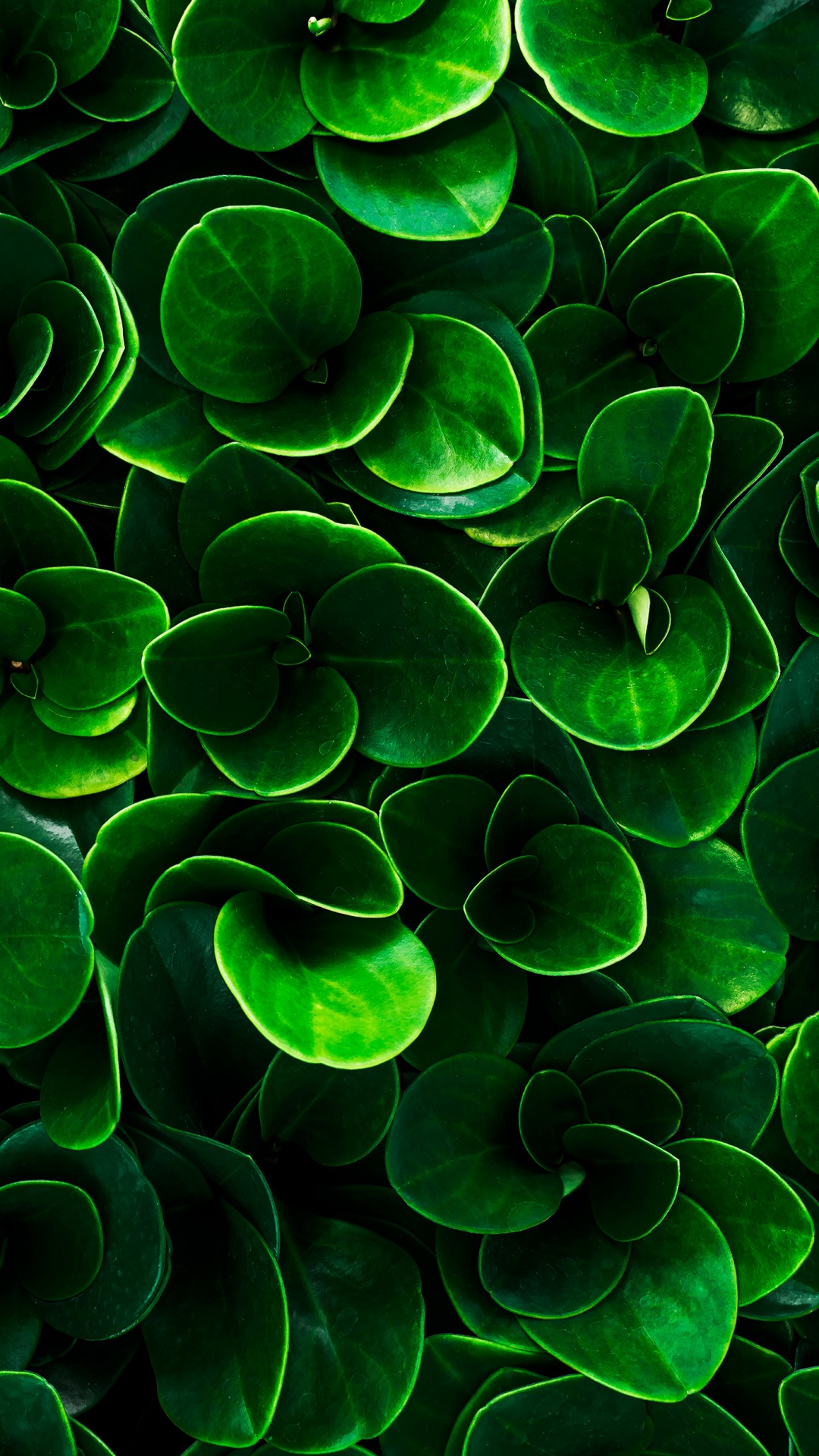 Feuille, Eau, Plante de la Communauté, Environnement Naturel, Botanique. Wallpaper in 1080x1920 Resolution