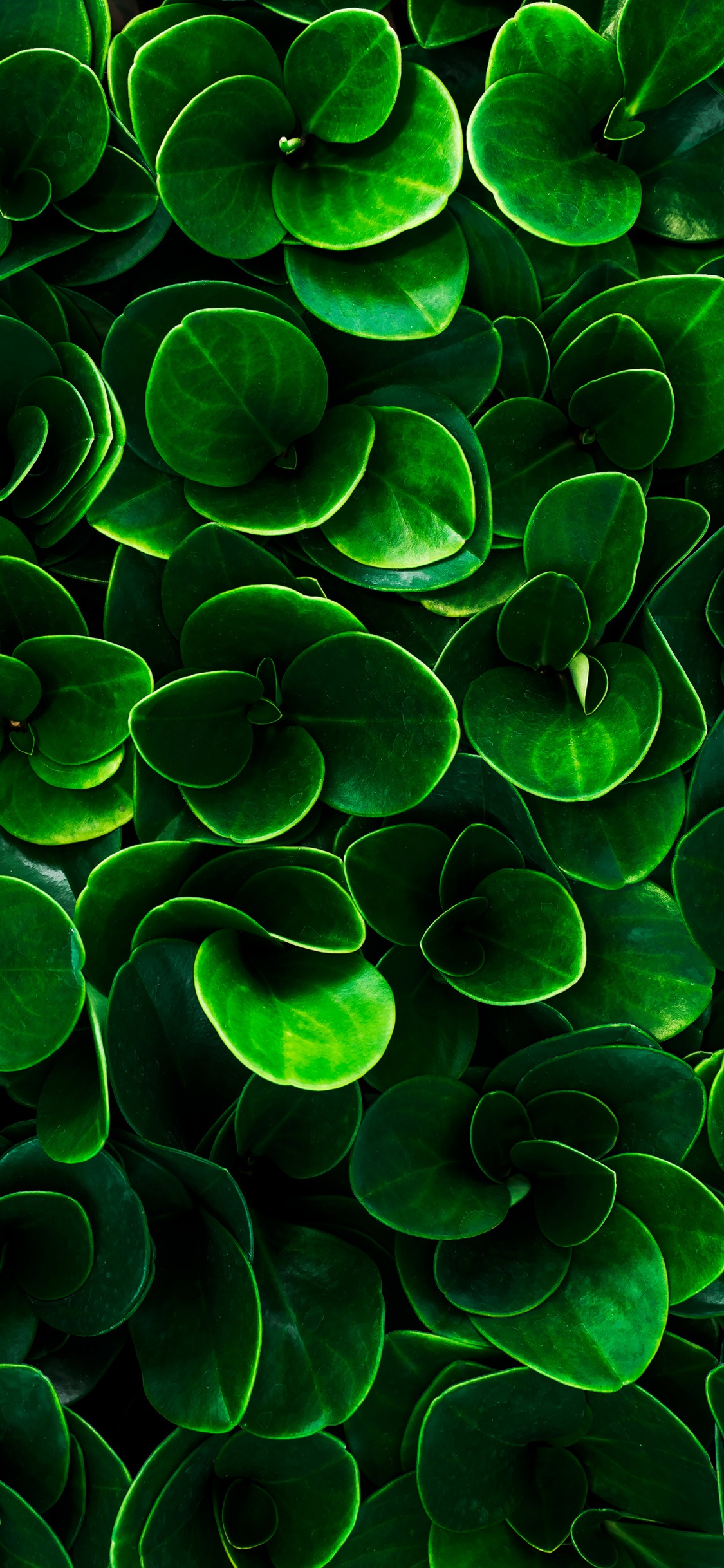 Feuille, Eau, Plante de la Communauté, Environnement Naturel, Botanique. Wallpaper in 1125x2436 Resolution