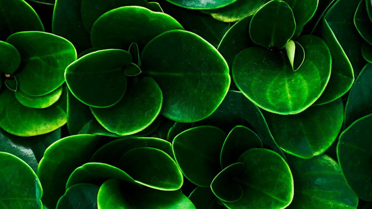 Feuille, Eau, Plante de la Communauté, Environnement Naturel, Botanique. Wallpaper in 1280x720 Resolution