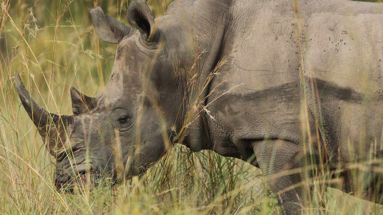 Rinoceronte Gris Sobre la Hierba Verde Durante el Día. Wallpaper in 1280x720 Resolution