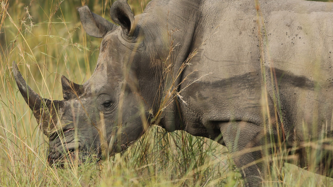 Rinoceronte Gris Sobre la Hierba Verde Durante el Día. Wallpaper in 1366x768 Resolution